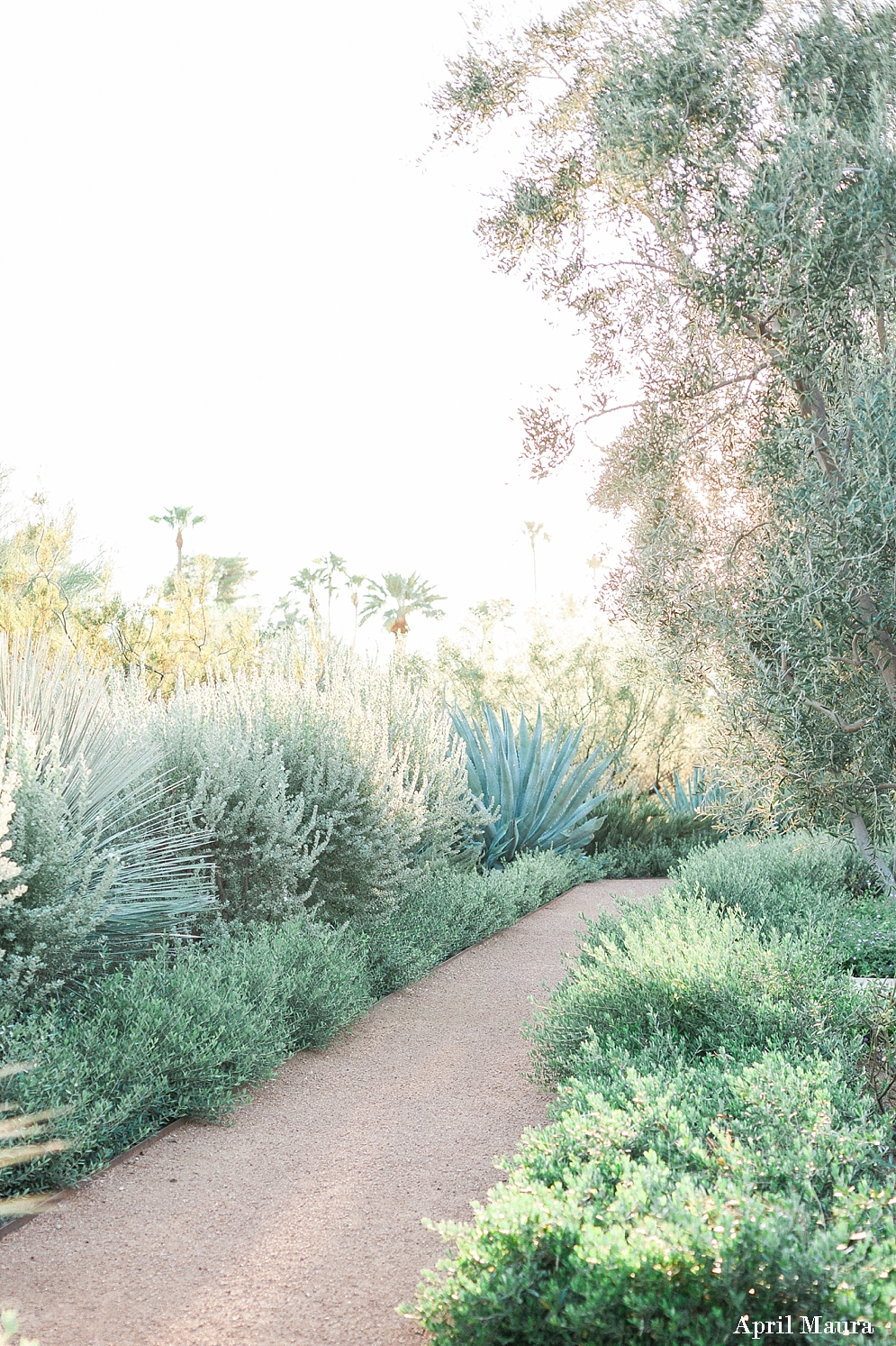 El Chorro Wedding Photos| Scottsdale Wedding Photographer | Arizona Wedding Photographer | Tempe Wedding Photographer | April Maura Photography | www.aprilmaura.com_0141