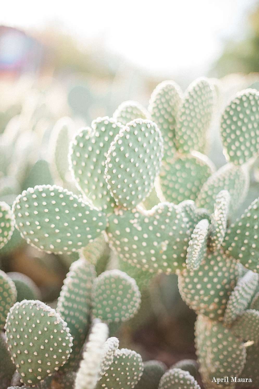 Desert Botanical Portraits | Phoenix Wedding Photos | April Maura Photography | www.aprilmaura.com_0608.jpg