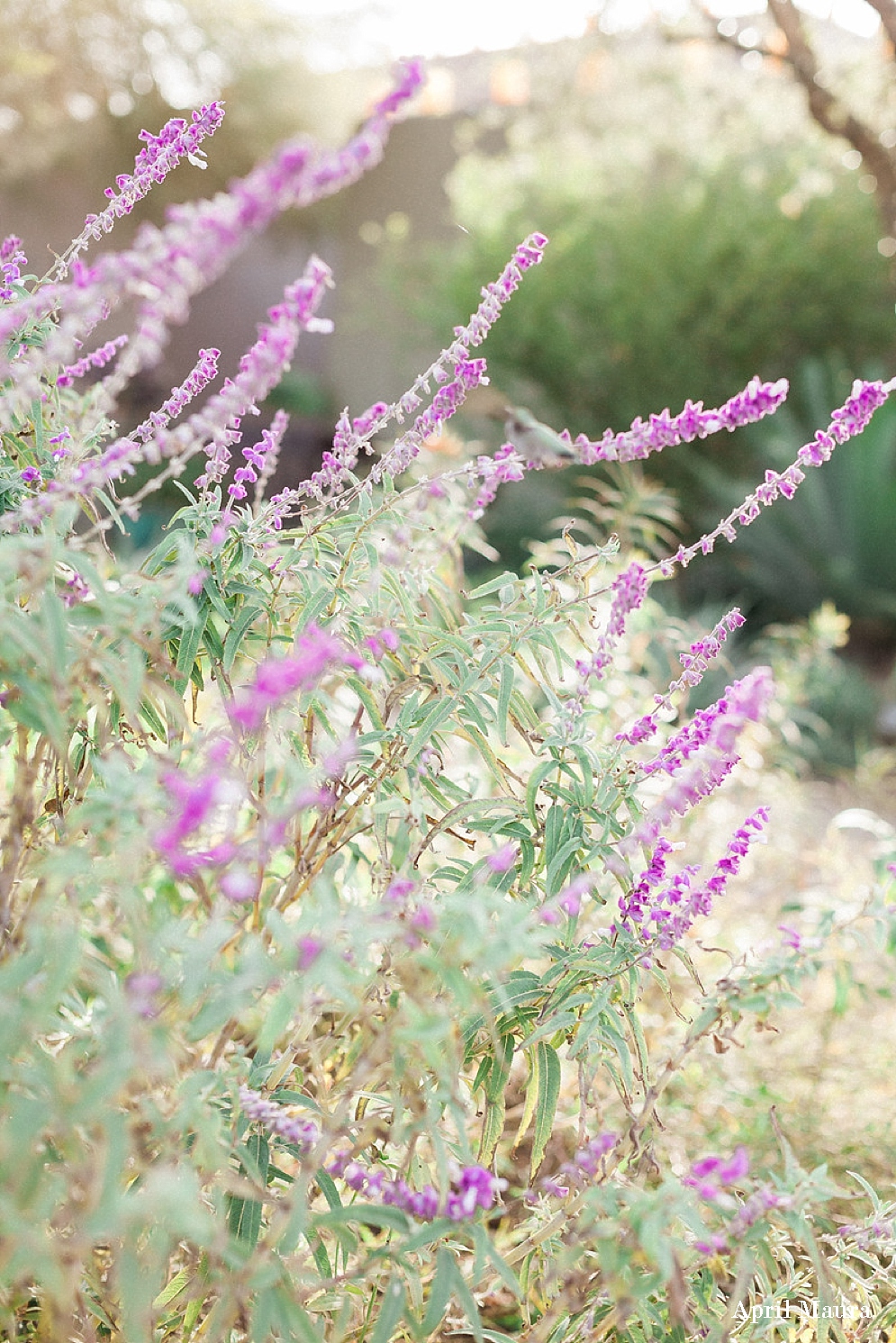 Desert Botanical Portraits | Phoenix Wedding Photos | April Maura Photography | www.aprilmaura.com_0612.jpg