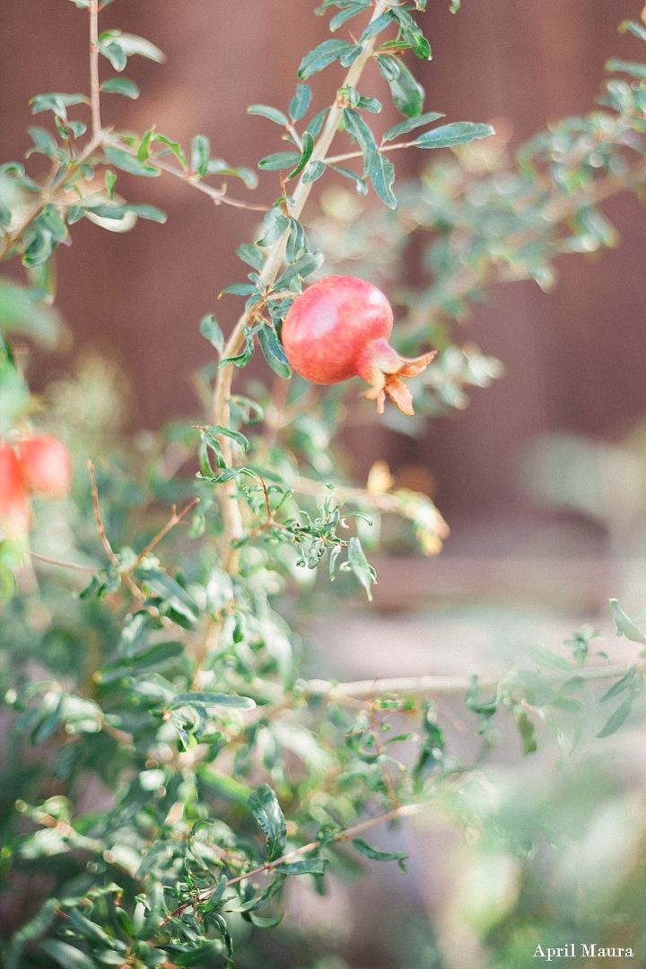 The Elegant Barn Wedding Photos | Scottsdale Wedding Photos | April Maura Photography | www.aprilmaura.com_1187.jpg