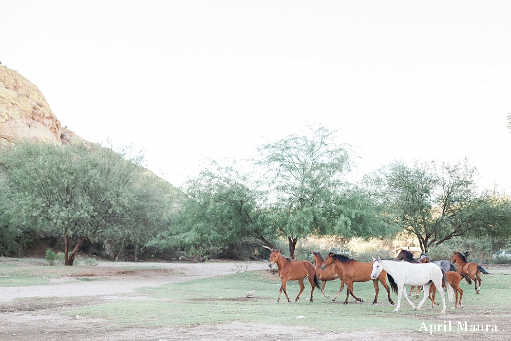 Saguaro Lake Ranch Engagement Photos | Scottsdale Wedding Photos | April Maura Photography | www.aprilmaura.com_2855.jpg