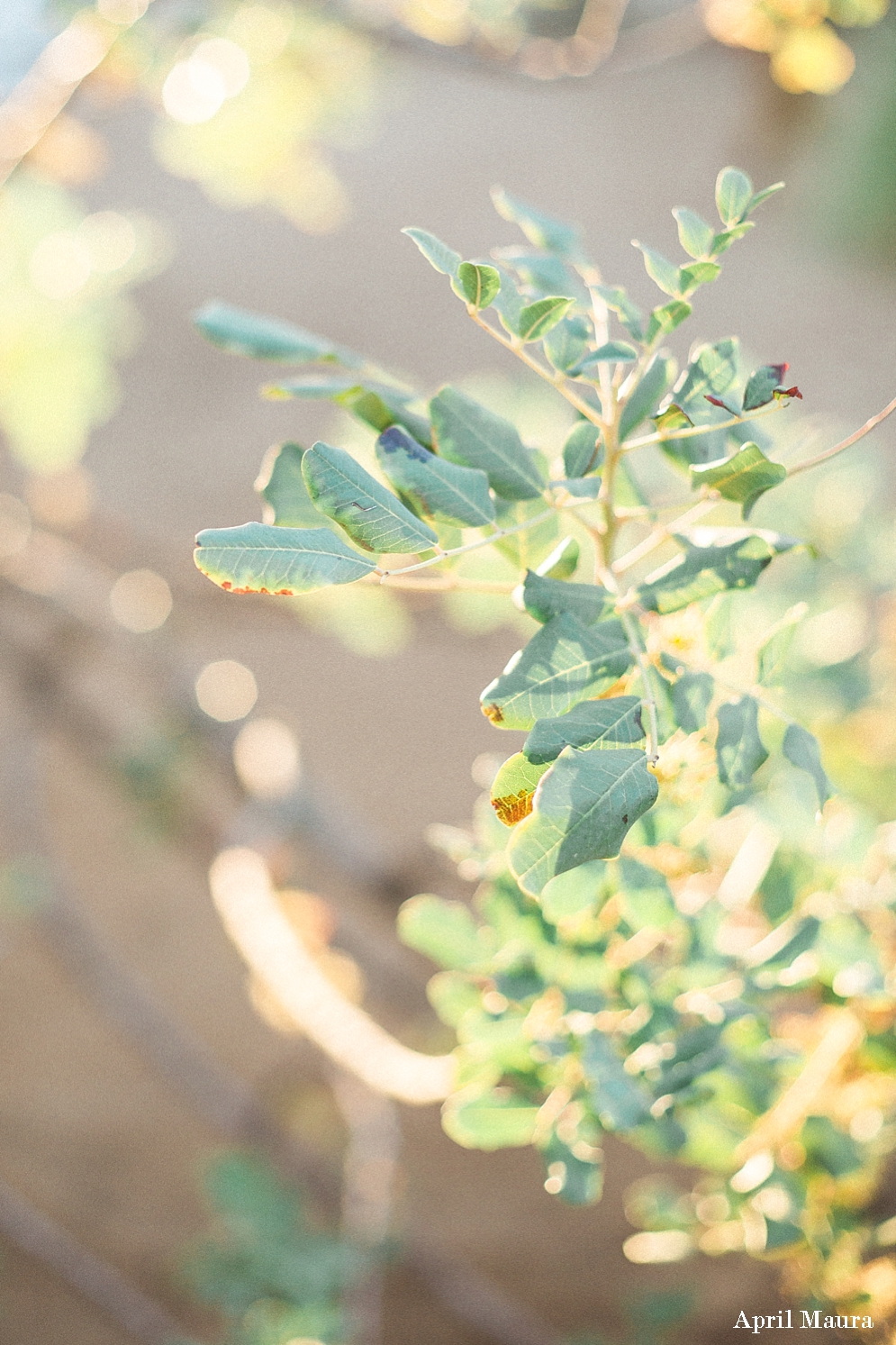 Secret Garden Events Wedding | Scottsdale Engagement Photographer | April Maura Photography | www.aprilmaura.com_3623.jpg