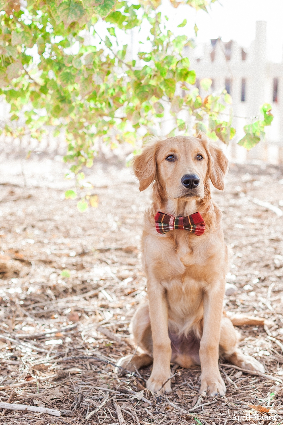 Golden Retriever wearing a Christmas bow-tie | Green Arizona Engagement Location | Tumbleweed Ranch | Scottsdale Engagement Photographer | April Maura Photography | www.aprilmaura.com_3659.jpg