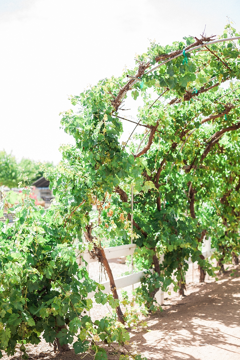 The Farm at Agritopia Engagement in Phoenix | St. Louis Wedding Photographer | April Maura Photography | www.aprilmaura.com_0071.jpg