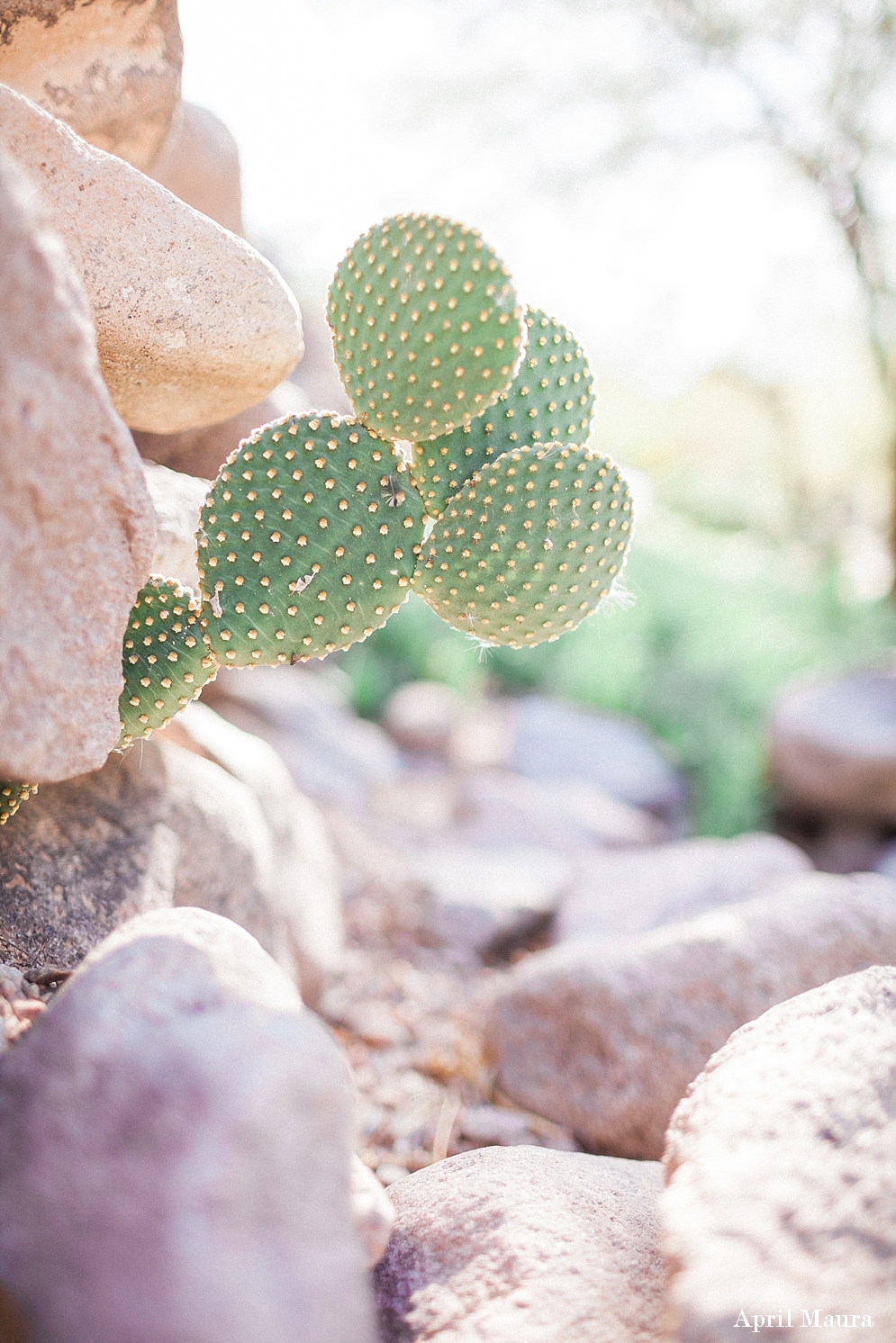 The Paseo Wedding in Arizona | St. Louis Wedding Photographer | April Maura Photography | www.aprilmaura.com_0040.jpg