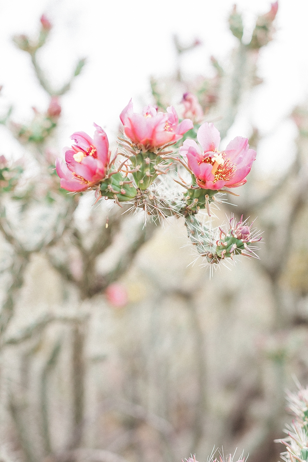 Desert Botanical Gardens Engagement Photos | St. Louis Wedding Photographer | April Maura Photography | www.aprilmaura.com_0289.jpg