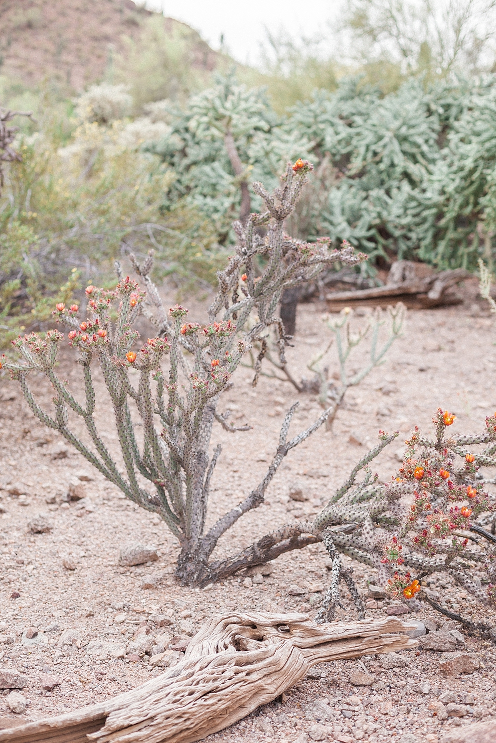 Desert Botanical Gardens Engagement Photos | St. Louis Wedding Photographer | April Maura Photography | www.aprilmaura.com_0297.jpg