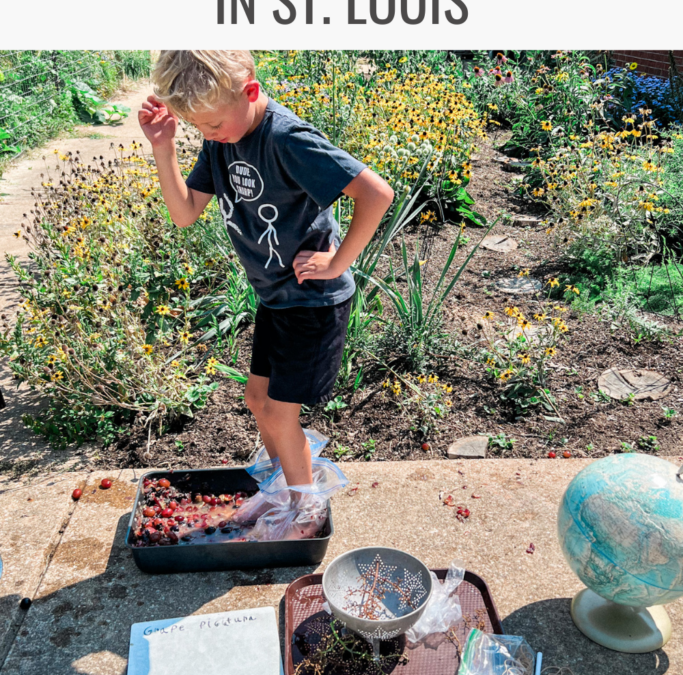 How Forest Schools Inspire Curiosity and Creativity in St. Louis